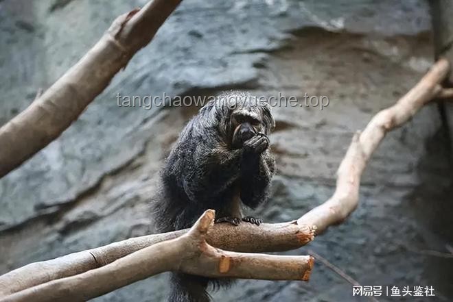 第一集《老猫猴子进村！》：乡村文化生态变迁的深度剖析