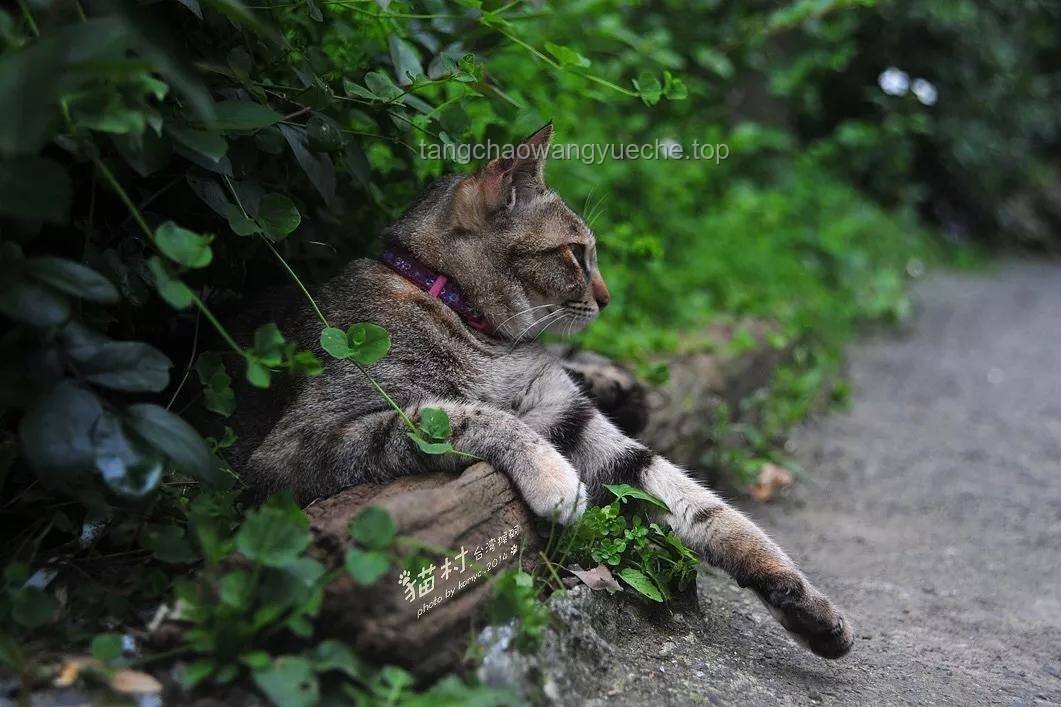 第一集《老猫猴子进村！》：乡村文化生态变迁的深度剖析